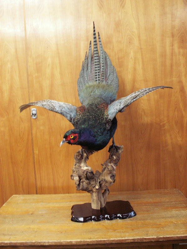 小松屋本家銃砲店 用品のページ